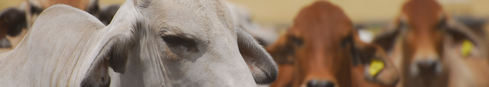 Agrimin Forte Mineral Cattle Feed Supplements Agrimin Forte Mineral Cattle Feed Supplements