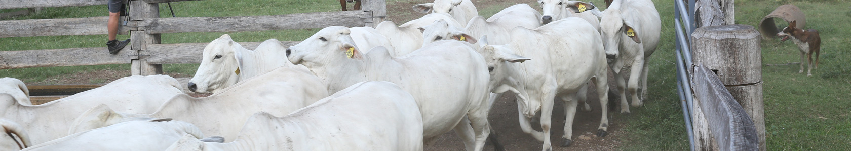 Balansol Digestive Feed Supplement Balansol Digestive Feed Supplement