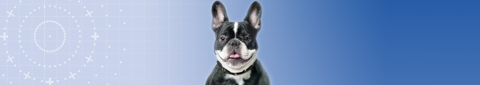 kooijker dog with sunset kooijker dog with sunset