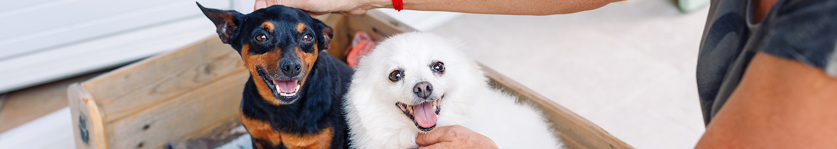 Guide for Dog Teeth Cleaning Guide for Dog Teeth Cleaning