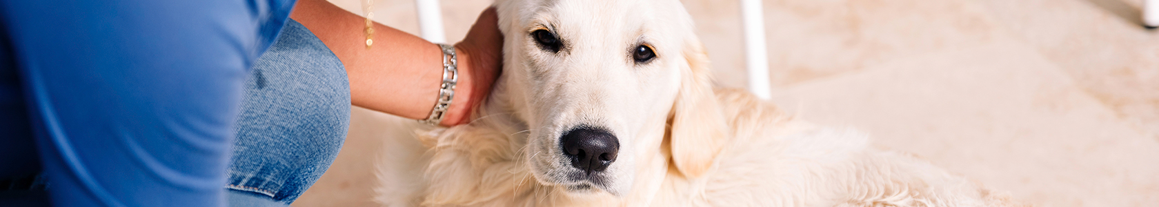 Deworming medication for dogs Deworming medication for dogs