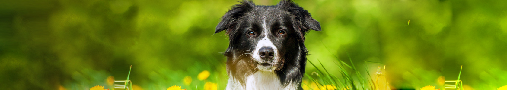 Flea Bites on Dogs Treatment and Prevention