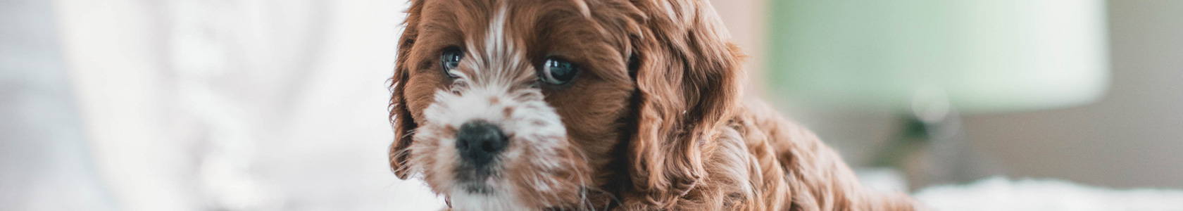 Ticks medicine for dogs Ticks medicine for dogs