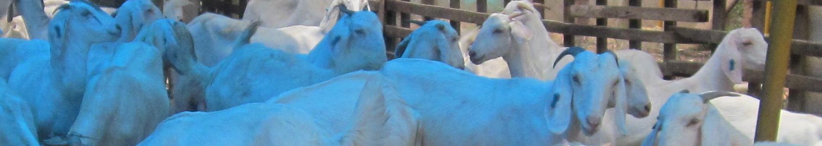 Sheep And Lamb Diarrhea How We Treat It