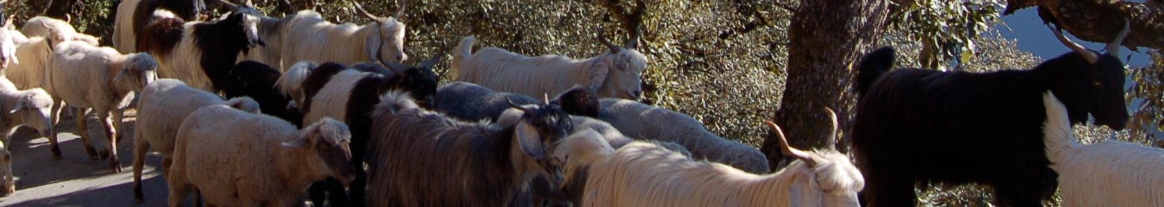 Pneumonia/Lung infection  and Treatment in sheep and goat