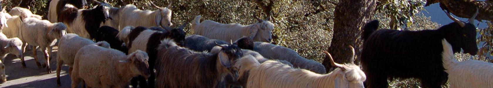What Is Common Cause Of Circling In Sheep And Goat