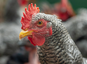 Virbac poultry hot sale