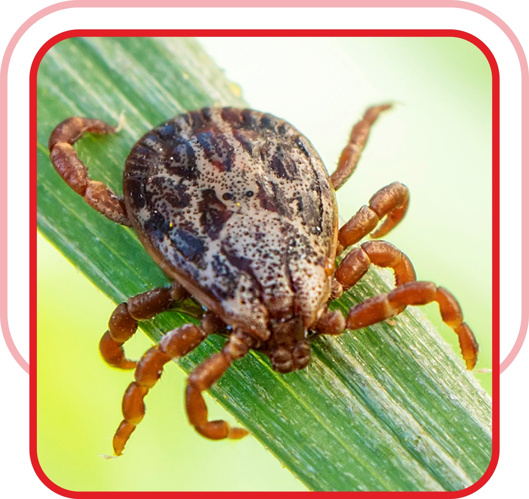 are dog ticks bad