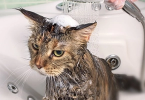 How to Bathe a Cat