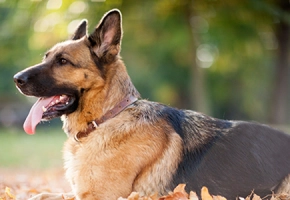 How to Soothe Dry Skin in Dogs