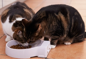 Kittens