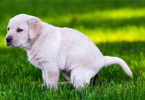 Dog Diarrhea