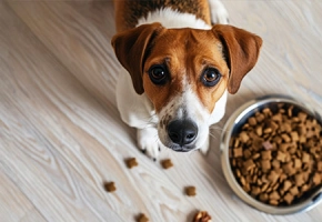 Small_Breed_Dog
