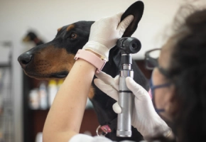 dog-ear-infections