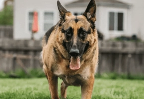 Dog Pantin