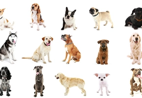 Which Dog Breed is Right for me
