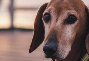 Dewormer for dogs and cats