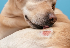 Dog Skin Infections