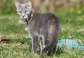 Types of Worms in Cats