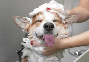 Choosing the Right Shampoo for your Dog