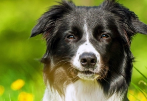 Bites on Dogs