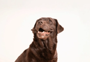 Dental_chews_Banner