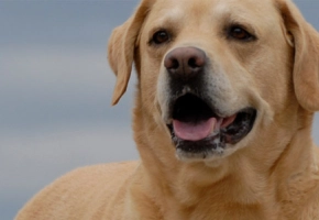 How to Groom your Dog