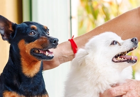 dog ticks
