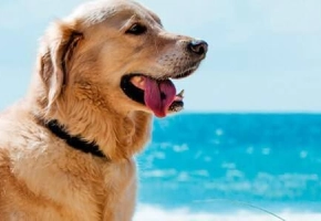obese-dog