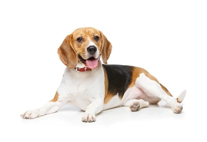 Your Dog