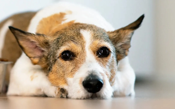 Why Dogs Lose Appetite