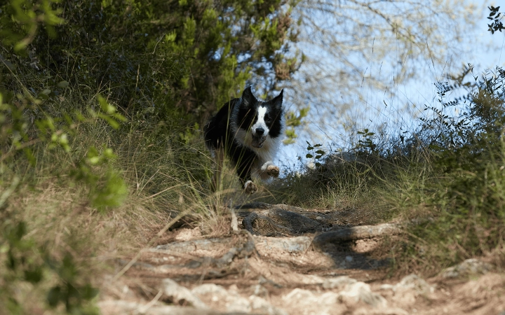 Dog_Border Collie running down_outdoor_alone_advice