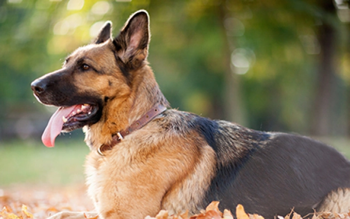 How to Soothe Dry Skin in Dogs