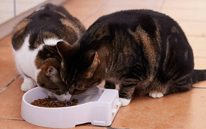 Kittens