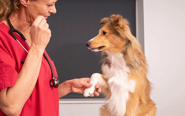 dog-osteoarthritis