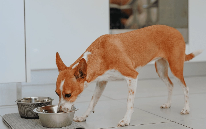 Dog_medium dog eating_indoor_alone_advice