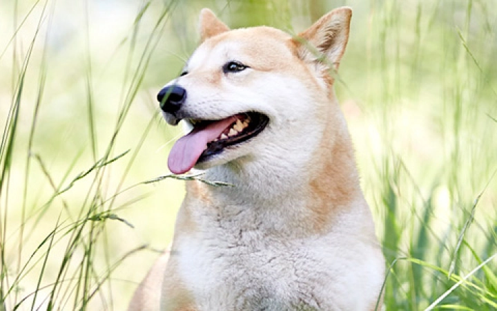 Caring for Your Pet