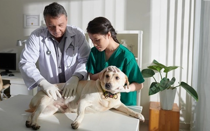 the best dog food