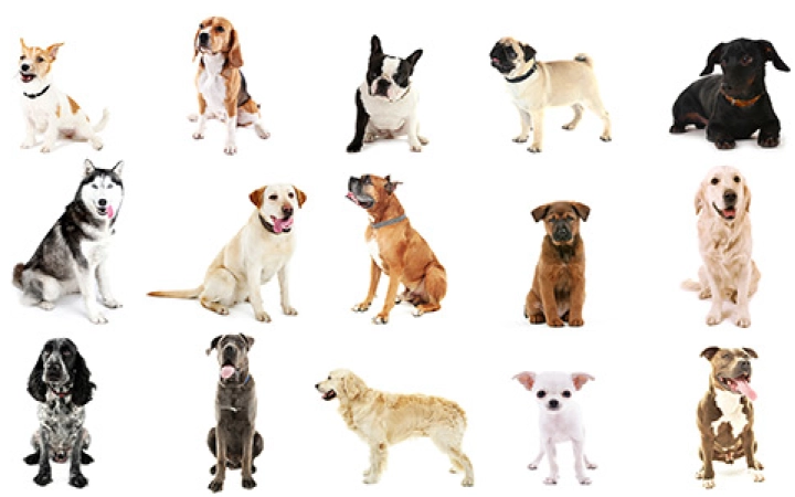 Which Dog Breed is Right for me