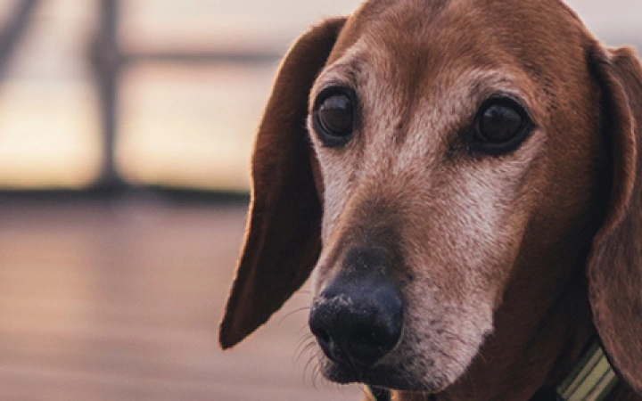Dewormer for dogs and cats
