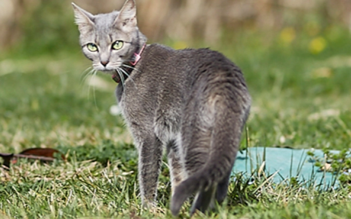 Types of Worms in Cats