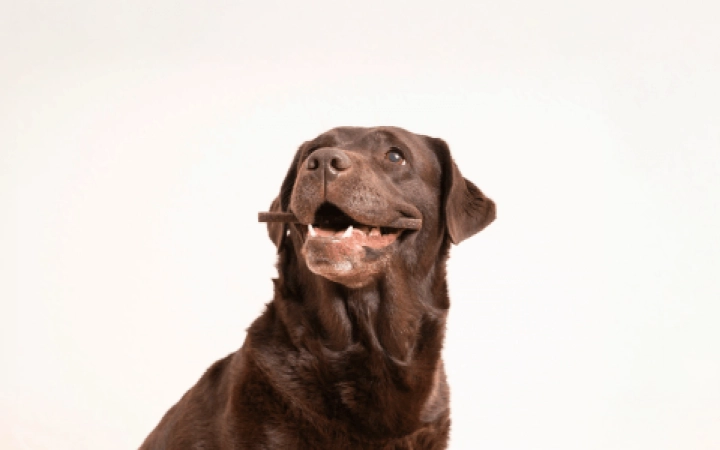 Dental_chews_Banner