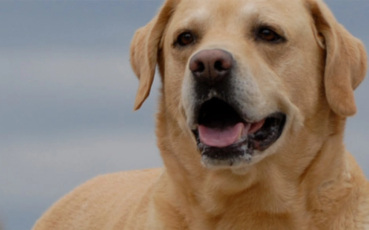 How to Groom your Dog