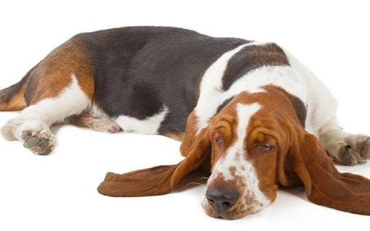 Sleep Disorder in Dogs