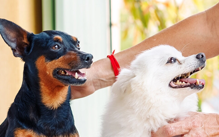 dog ticks