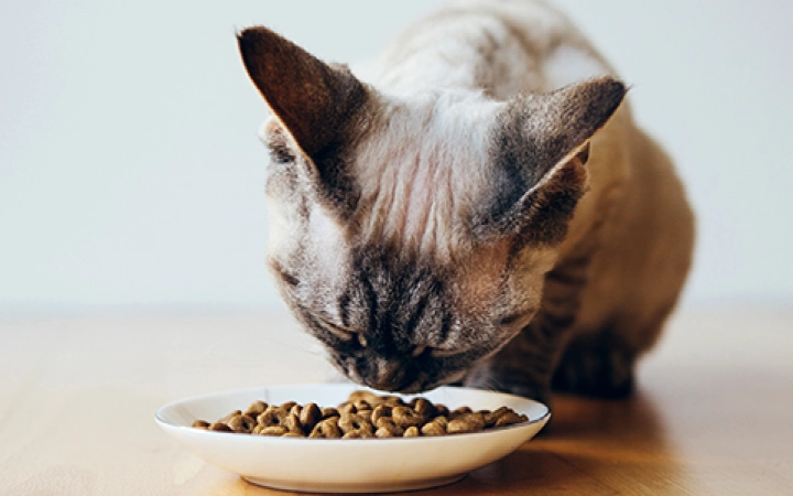 How Special Urinary Cat Food Can Help Your Cat's Problems