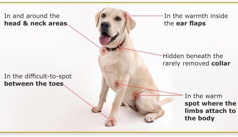 ticks on dogs.jpg