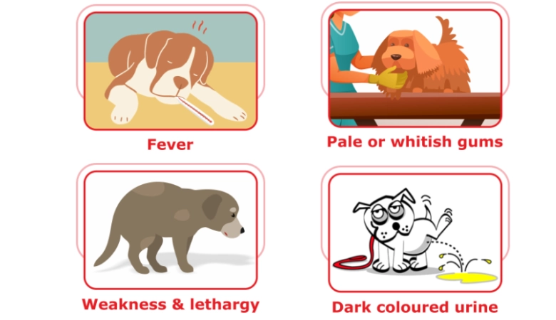 tick-fever.png