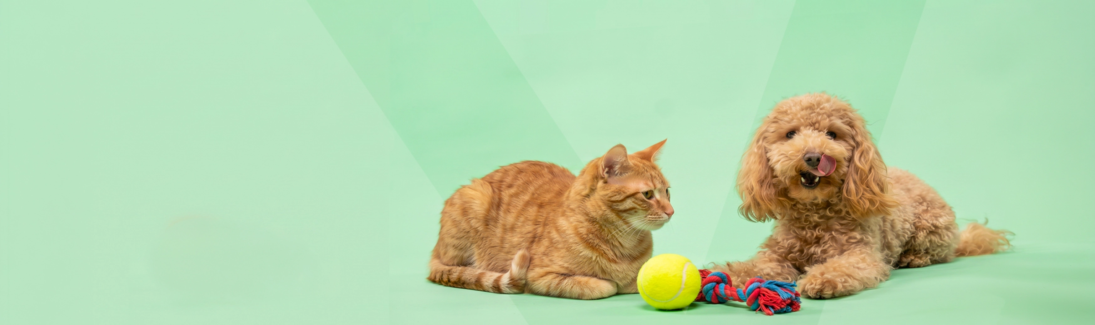 Banner-cat-dog
