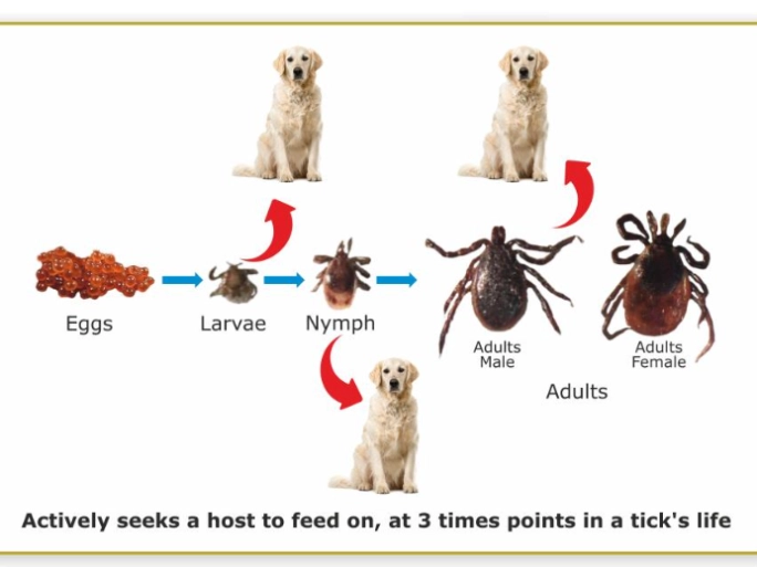 seeks-dog.png